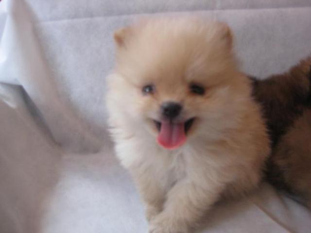 Primeiro cachorrinho!!!