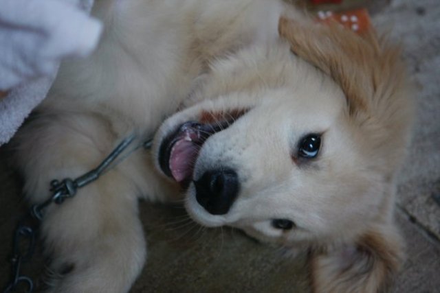 Guilherme ganhou seu primeiro cachorro