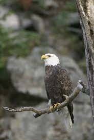 Bald Eagle Protection Act