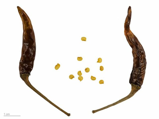 Seeds & Salt Water Experimentation