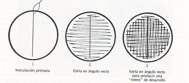 Técnica de inoculación