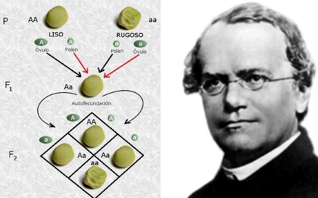 Leyes de Mendel