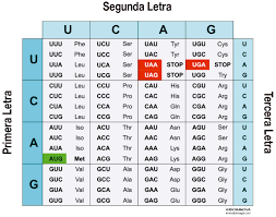 Se descifra el código genético