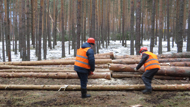 Начали заготавливать лес, заниматься сбором и утилизацией бытовых отходов, организовали зимнее содержание дорог.