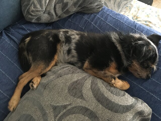 Vaig conèixer en Pancho