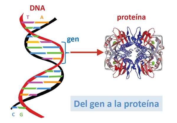 Un gene determina una proteína