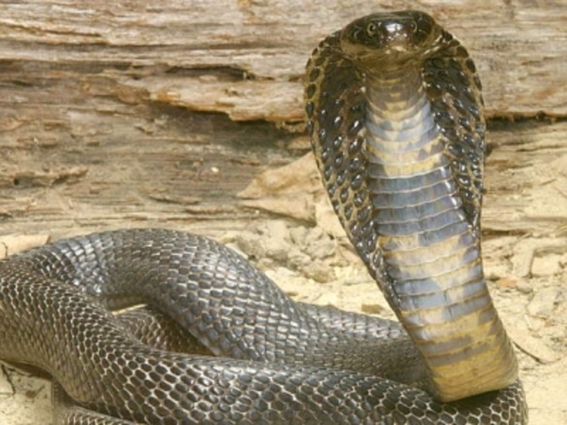 Incêndio no Instituto Butantan