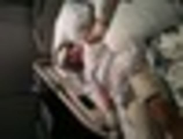 Acidente com os cachorros