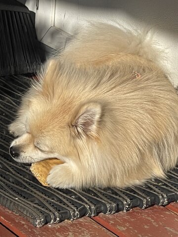 The Day We Got Our Dog Kiwi