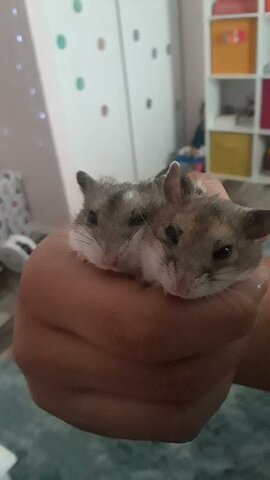 Hamsters