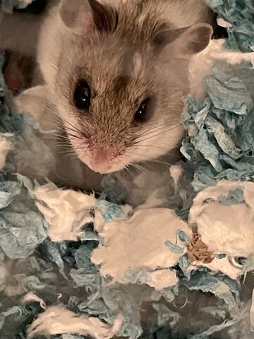 other Part Of Hamsters