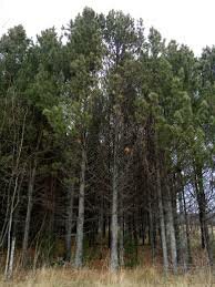 год посадки кедрового питомника