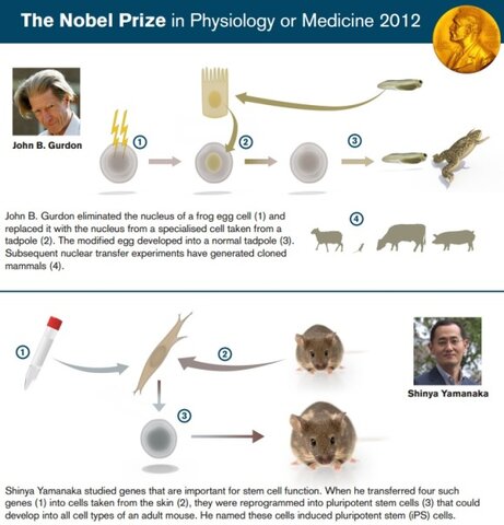 Descubrimiento de que las células pueden ser reprogramadas para convertirse en pluripotentes