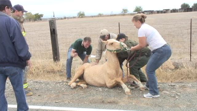 Lucky Pal hit by car in Wilton, CA