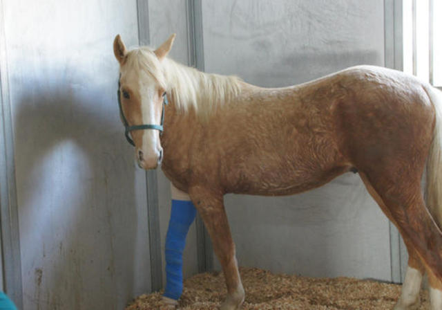 X-rays reveal Lucky Pal needs extra care