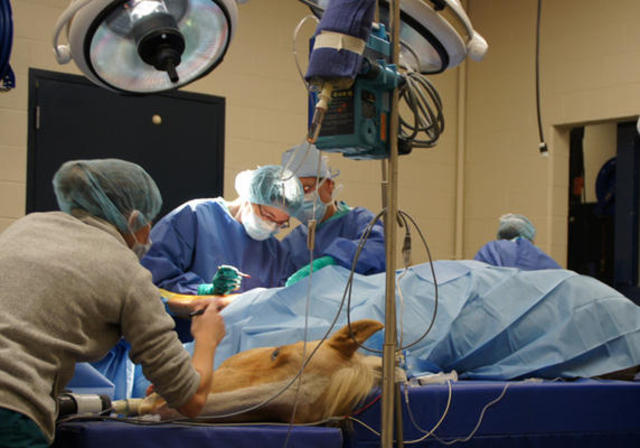 Luck Pal undergoes surgery