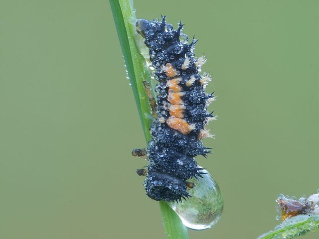 Larva Stage