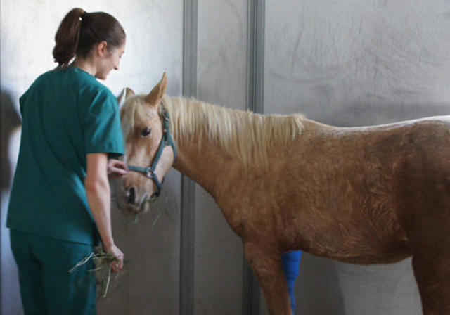 Luck Pal recovering from surgery