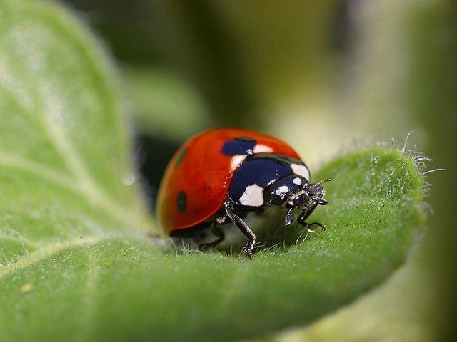 Adult Ladybug