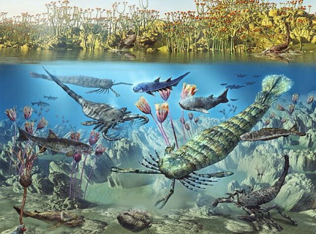 evolucion de fauna marina