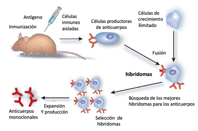 Terapia con anticuerpos monoclonales aprobada.