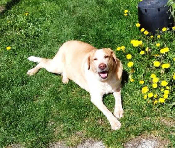 LA MORT DE LA MEVA GOSSA