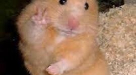 Timeline: historia de vida personal Kenia