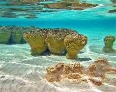 Aparecen las primeras formas de vida complejas