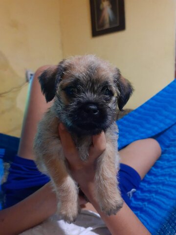 Adopte a lola