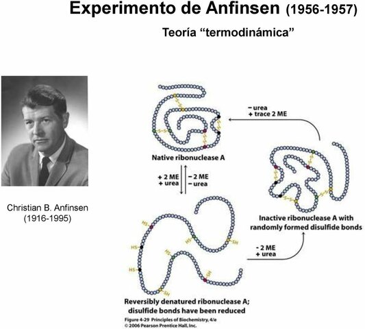 Christian B. Anfinsen