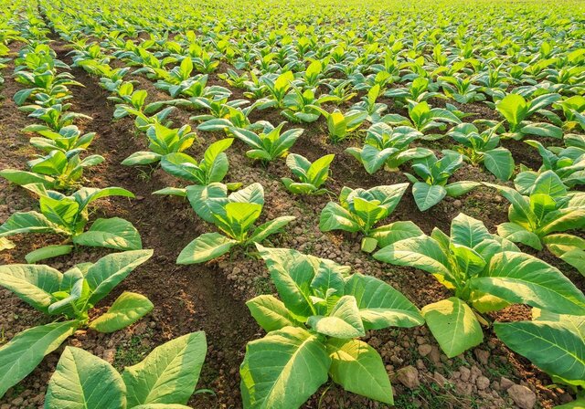 The First Tobacco Planted in Virginia