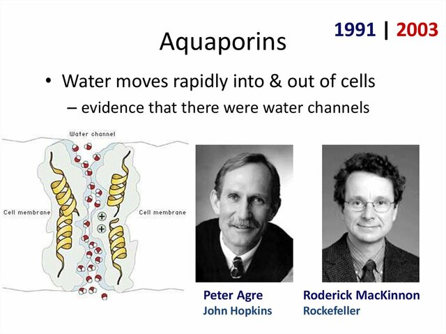 Peter Agre, Roderick MacKinnon