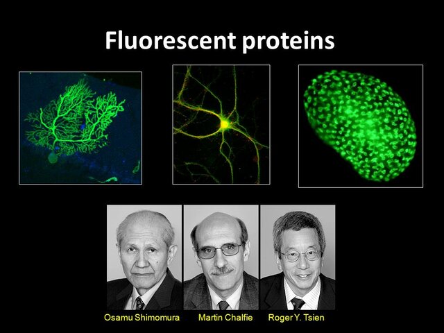 Osamu Shimomura, Martin Chalfie, Roger Y. Tsien
