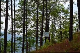 Aumento de las plantaciones forestales (hasta 2008)