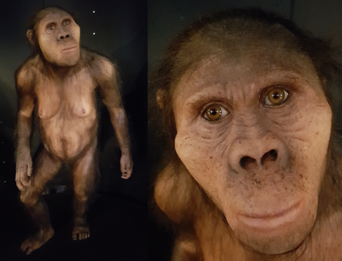 Australopithecus africanus