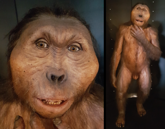 Paranthropus