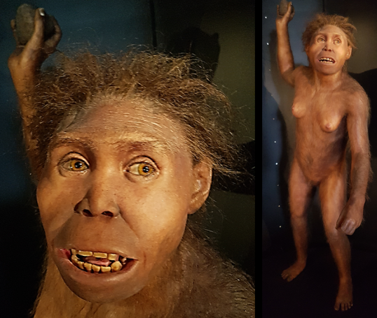 Homo ergaster/erectus