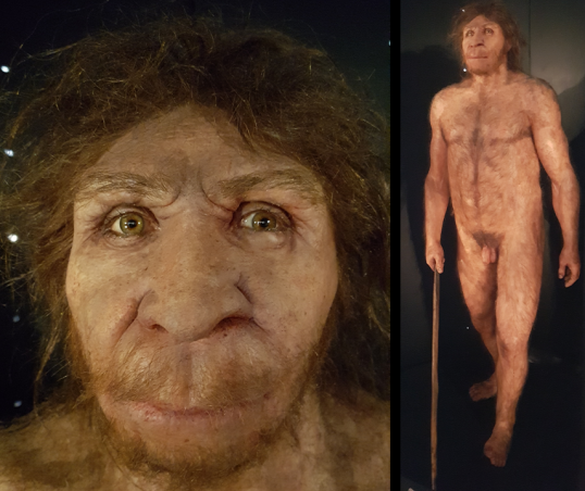 Homo heidelbergensis
