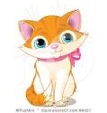 Recibí mi gato por mi cumpleaños