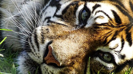 Timeline: Belén Chéliz