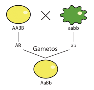 Tercera Ley De Mendel/Principio de Combinación Independiente.