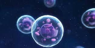 Se descubre que las células reproductivas constituyen un linaje contínuo, diferente al de otras células del cuerpo.