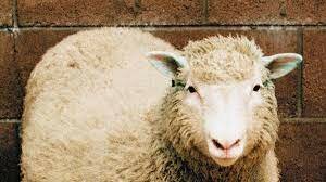 Experimento de la oveja Dolly