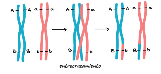 Mapa de genes ligados