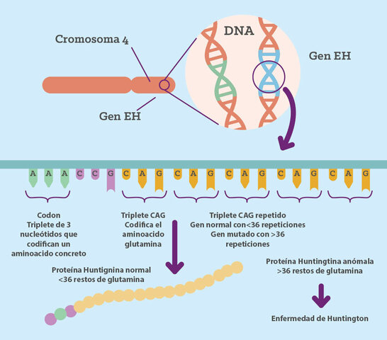Descubrimiento del gen causante