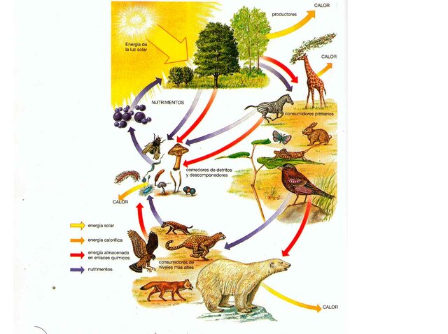 Comprensión de los ciclos de la naturaleza.