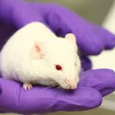 Timeline: Organismos modelo a través de los años