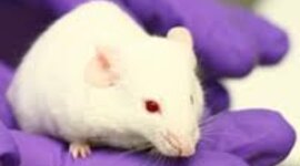 Timeline: Organismos modelo a través de los años