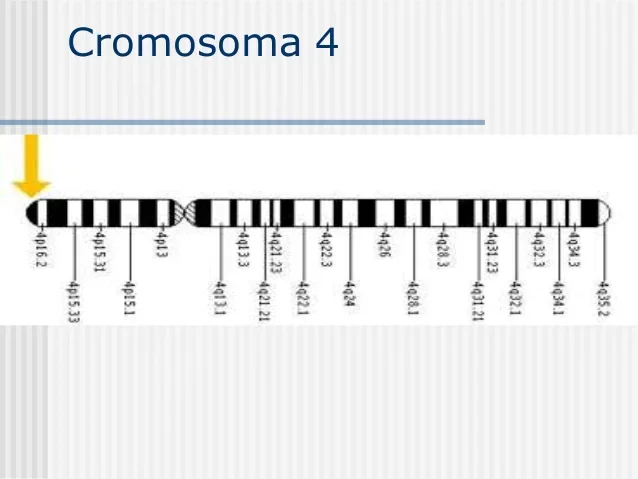 Se hizo posible la diagnosis de Huntington al encontrar el gen en 4p16.3