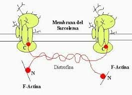 Se define la causalidad de la distrofia